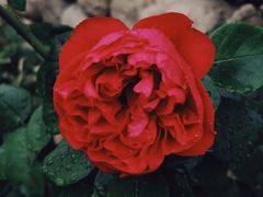 -紫海香堤香草艺术庄园