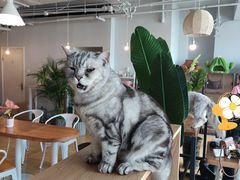 -Cappucimeow猫咪咖啡馆(韦伯时代店)