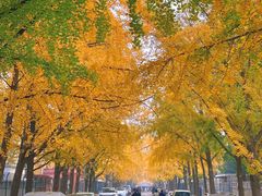 -三里屯东五街银杏大道
