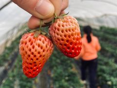 -小鱼草莓采摘园农家乐·小鱼餐厅