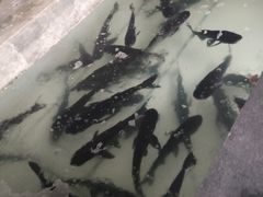 -千岛湖鱼味馆(十字街总店)