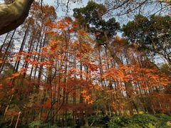 -上海共青森林公园