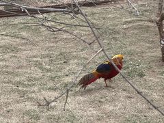 -西霞口神雕山野生动物世界