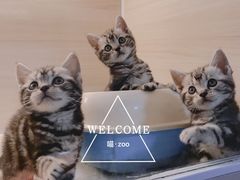 -喵zoo家庭繁育猫舍(尖东智能花园店)