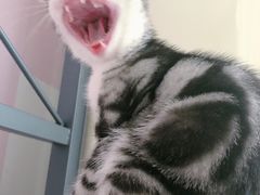 -纳吉亚猫专科动物医院·北北分院