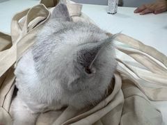 -汪喵宠物医院·骨科心脏影像·犬猫急重症ICU诊疗中心(成华分院)