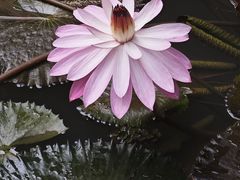 -云溪植物园