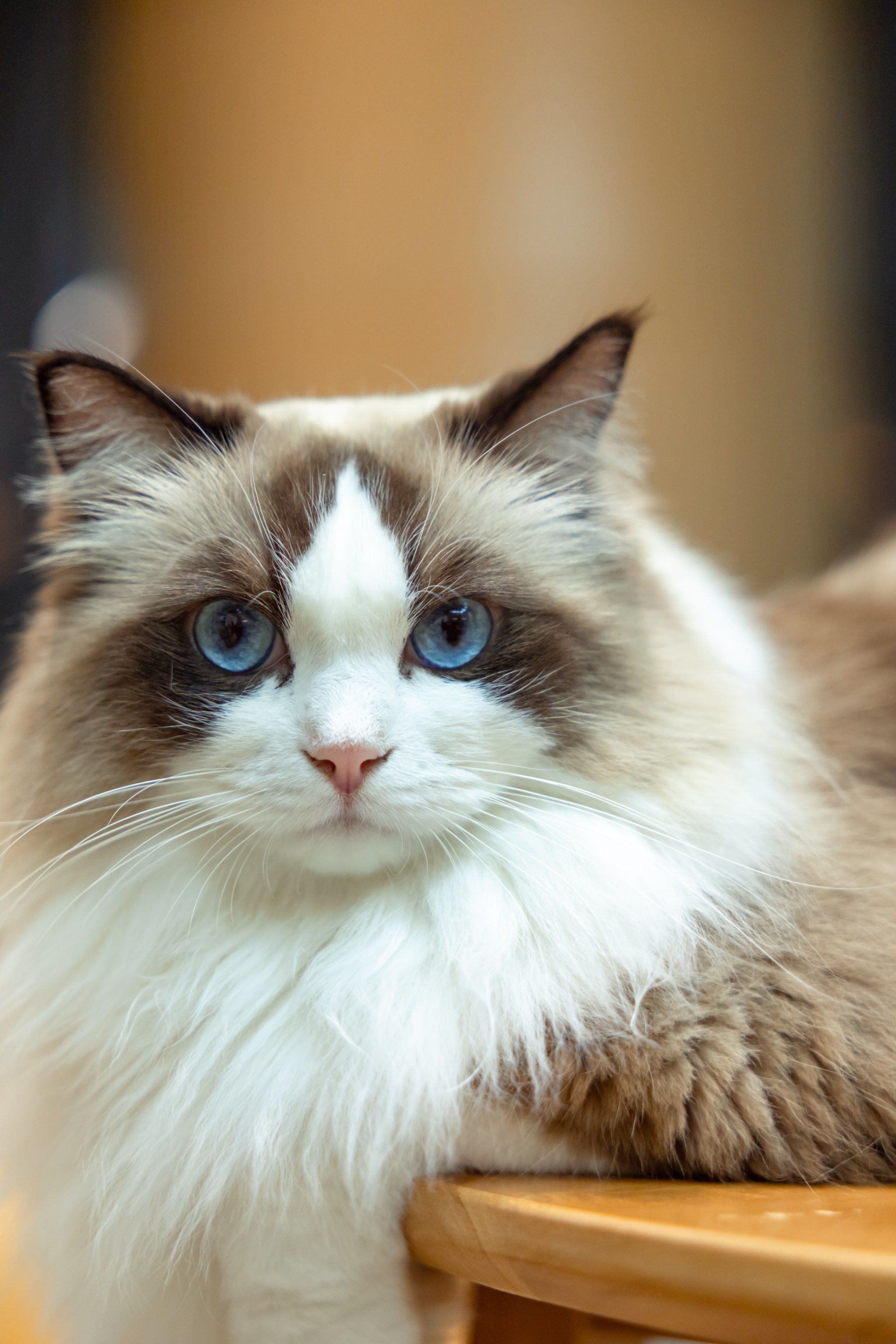 猫咪也太漂亮了吧