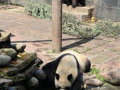 -中国大熊猫保护研究中心雅安碧峰峡基地