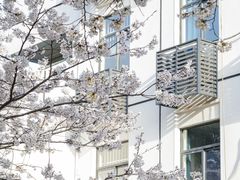 -武汉大学-樱园