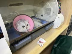 -谐和益家动物医院·免疫绝育·血液透析·宠保定点医院(高新伊藤分院)