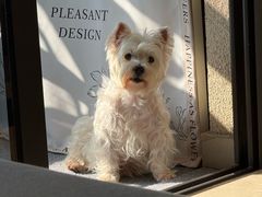 -瑞鹏宠物医院·宠保定点·心脏科·内科(御桥分院)