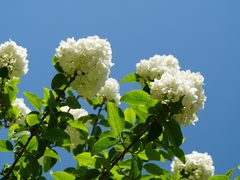 -上海滨江森林公园