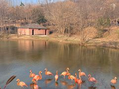 -合肥野生动物园