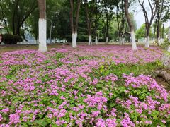 -滨湖塘西河公园