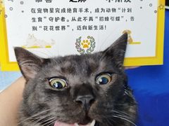 -宠物星动物医院·眼科·异宠·猫科(江南大道总院)