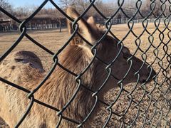 -北京麋鹿生态实验中心