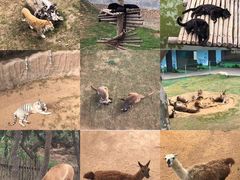 -西霞口神雕山野生动物世界