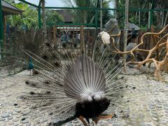 -西双版纳傣族园