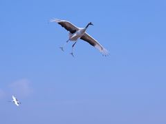 -盐城丹顶鹤湿地生态旅游区