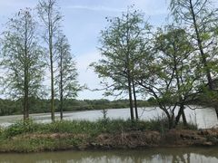 -大湾区中央湿地公园