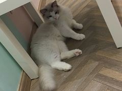 -酷豆宠物咖啡·宠物美食·撸猫馆