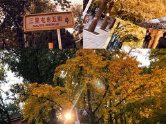 -三里屯东五街银杏大道
