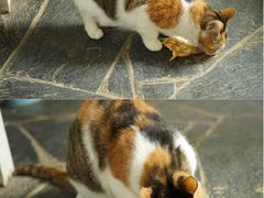 iphone_upload_pic-Anne猫窝咖啡屋
