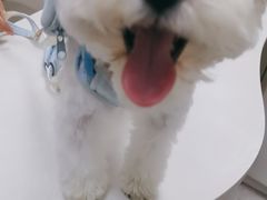 -中农国际动物医院24小时·猫科·骨科·急重症中心