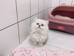 -1013 PET SHOP精品宠物商店(丁香店)