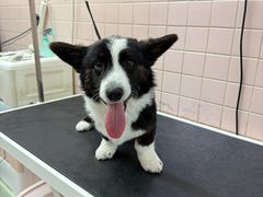 -FAELING PETS美天灵宠物(富力广场店)