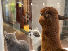 -Heymao猫咖.咖啡厅(东门店)