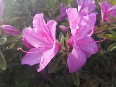 -西京湾花海