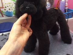 -爱宠屋pet shop·宠物洗澡·宠物美容