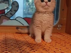 -欣宠猫屋·矮脚拿破仑·蓝金金渐层