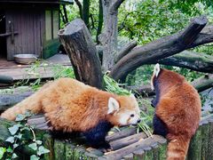 -云南野生动物园