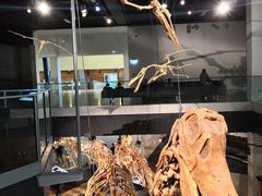 -墨尔本博物馆(Melbourne Museum)