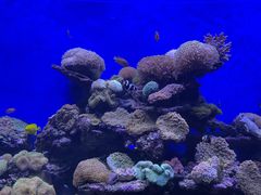 -北海海底世界