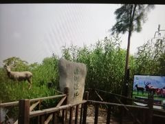-溱湖国家湿地公园