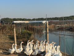 -美家乐农庄·露营·团建(大治路店)