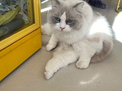 -平行世界·猫咖(首经贸店)