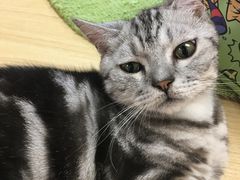 -猫和宫(六道口店)