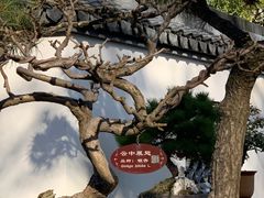 -上海醉白池公园