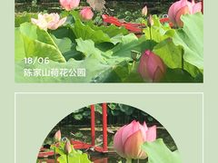 -陈家山荷花公园