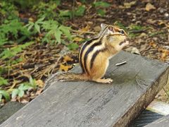 -五营红松林海景区