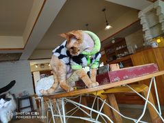-猫咖时代(中山亭店)