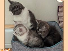 -艾贝尔宠物医院 ·内科全科(梁溪路店)