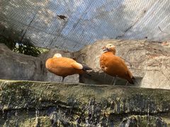-上海野生动物园