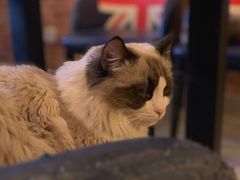 -名猫咖啡馆·撸猫·拼豆