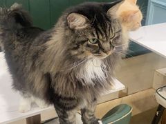 -安格丽娜·狗咖·猫咖羊驼咖(春熙路百盛商场店)